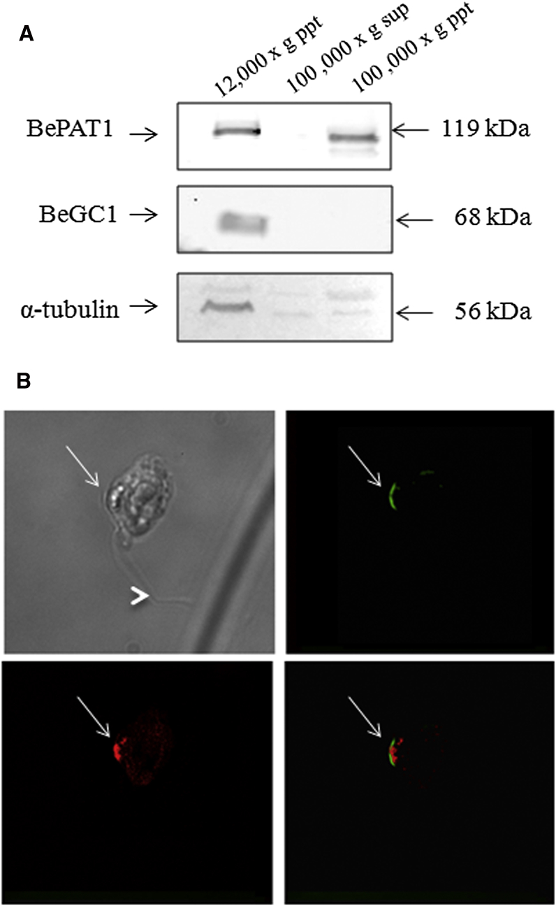 Figure 4