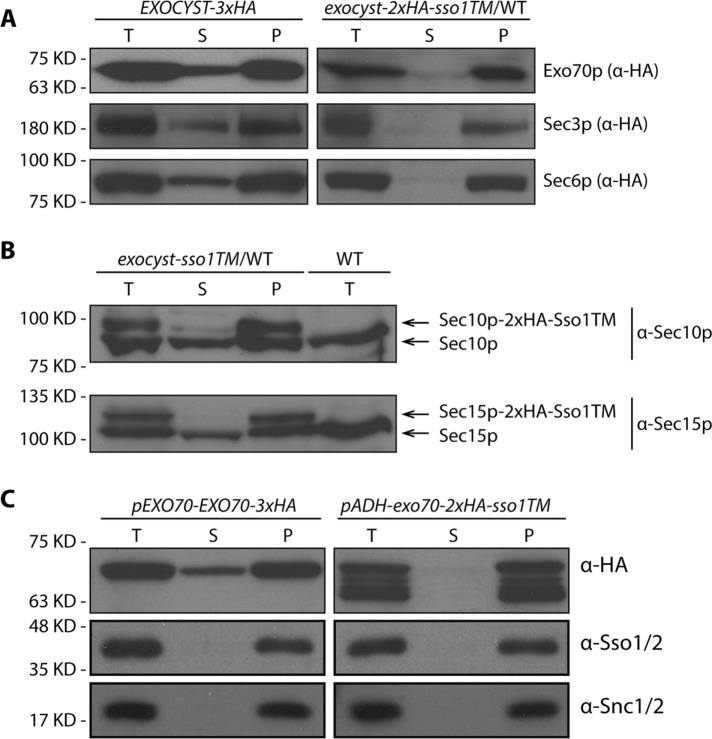 FIGURE 4: