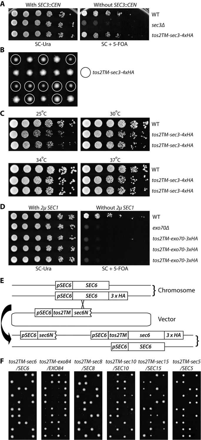 FIGURE 1: