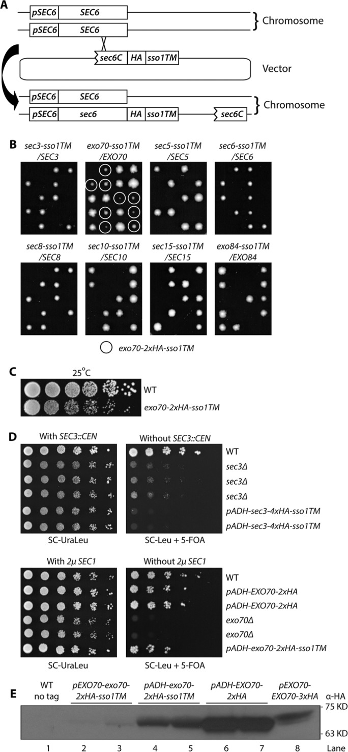 FIGURE 3: