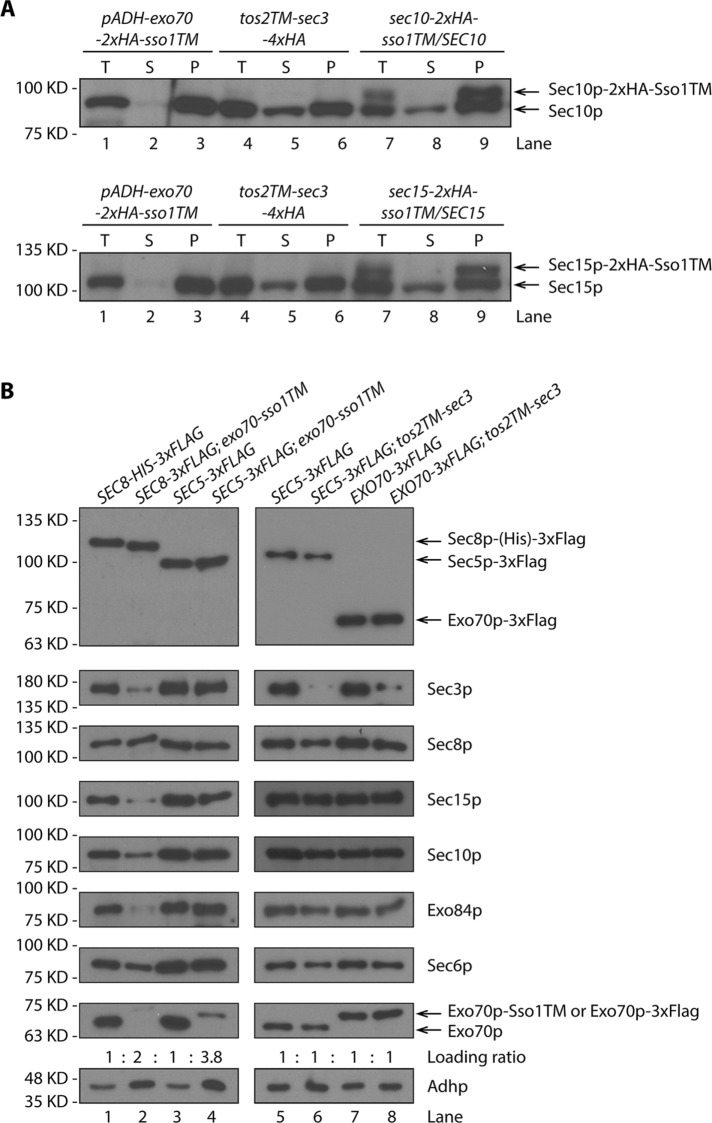 FIGURE 6: