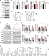 Figure 5. ATM loss enhances STING signaling activation with chemotherapy. A, Western blot analysis and (B) quantification of expression of the indicated STING signaling proteins in ATM-proficient (K) and ATM-deficient (KA) cells. Graphs show average of 2–3 independent Western blots. α-Tubulin was used as a loading control. C, Quantification of IFNα mRNA expression assessed by RT-PCR in K and KA cell lines. D, ELISA quantification of CXCL10 protein secretion in K and KA cell lines normalized by 106 cells. E, Western blot analysis and (F) quantification of expression of the indicated STING signaling proteins in ATM--proficient K and ATM-deficient (KA) cells after DMSO, 10 μmol/L cisplatin, 40 nmol/L gemcitabine, 50 nmol/L pemetrexed, 500 nmol/L docetaxel, 400 nmol/L topotecan or 300 nmol/L SN-38 treatments for 48 hours. α-Tubulin was used as a loading control. G, ELISA quantification of CXCL10 protein secretion normalized by 106 cells in K and KA cell lines after DMSO, 10 μmol/L cisplatin, 40 nmol/L gemcitabine, 50 nmol/L pemetrexed, 500 nmol/L docetaxel, 400 nmol/L topotecan or 300 nmol/L SN-38 treatments for 48 hours. Graphs show relative induction normalized to DMSO non-treated K or KA cells, respectively. All data are presented as mean ± standard error of the mean (error bars) for each group.