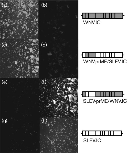 Fig. 1. 