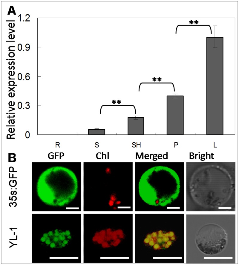 Fig 6