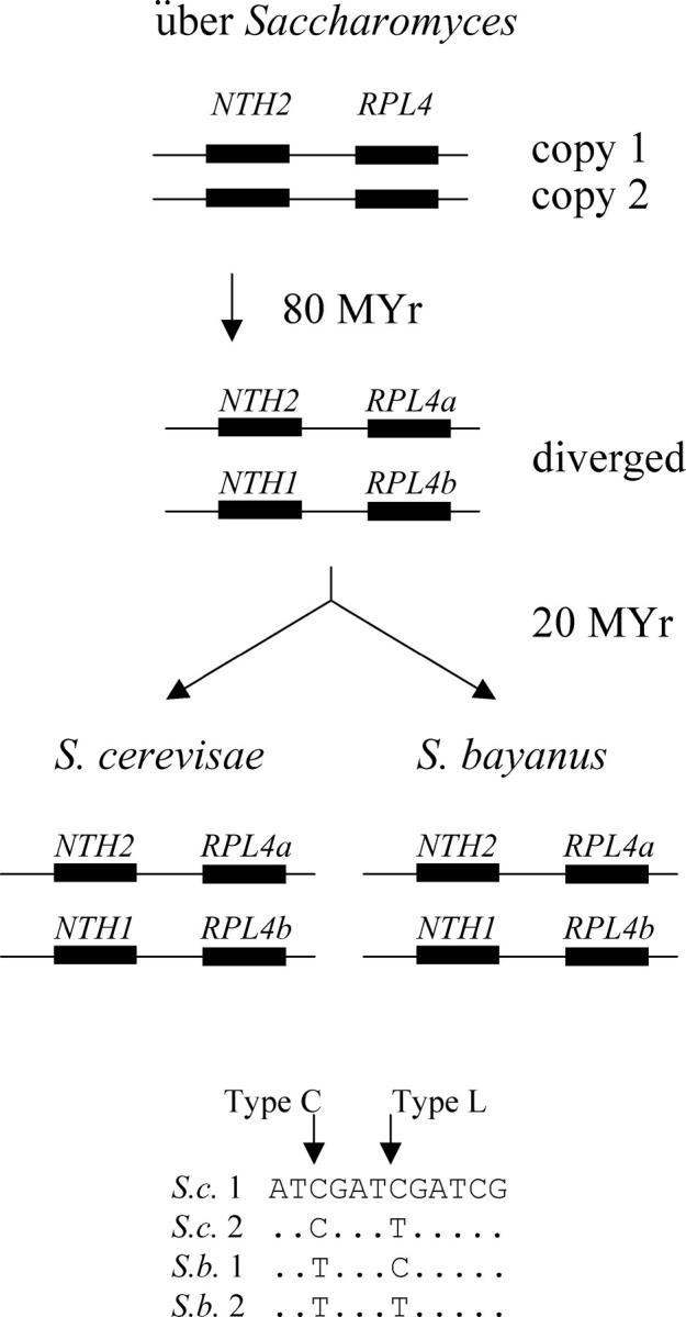 Figure 4.—