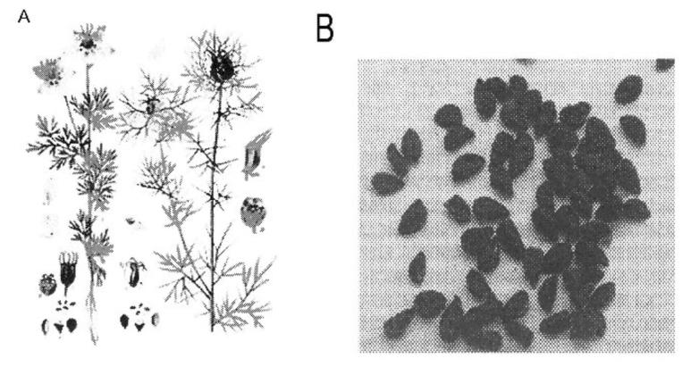 Figure-1