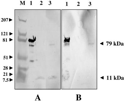 FIG. 5.