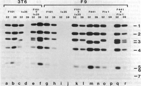 graphic file with name pnas00444-0117-a.jpg