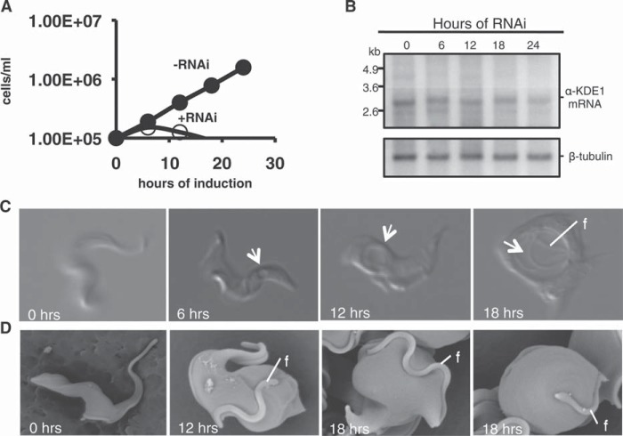 FIG 1