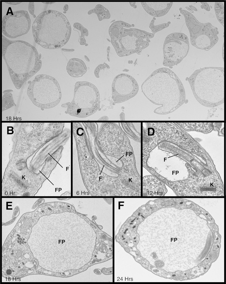 FIG 3