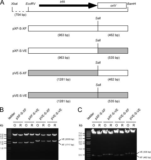 FIG. 2.