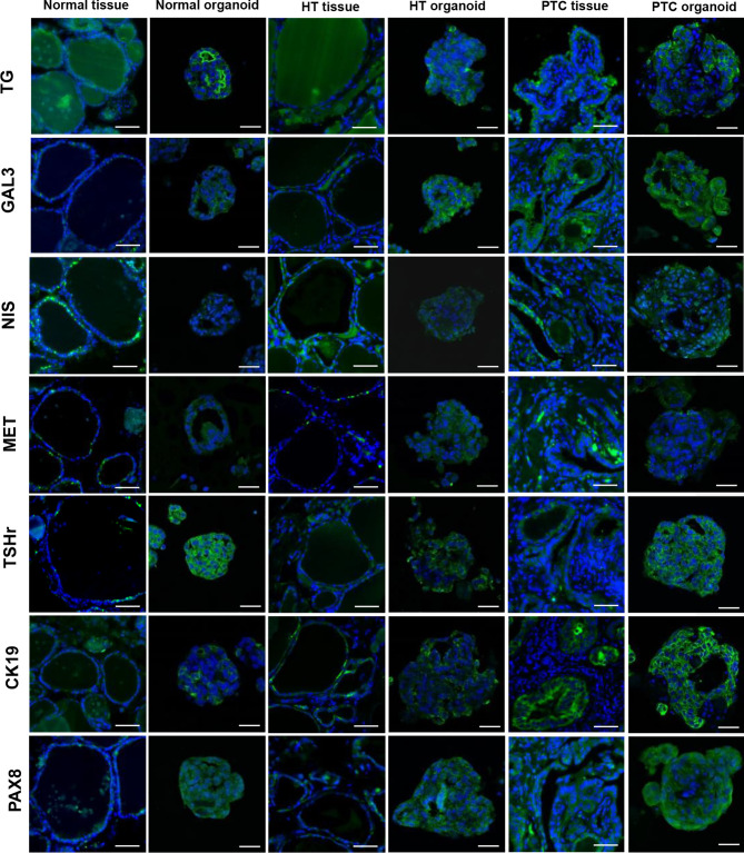 Figure 5