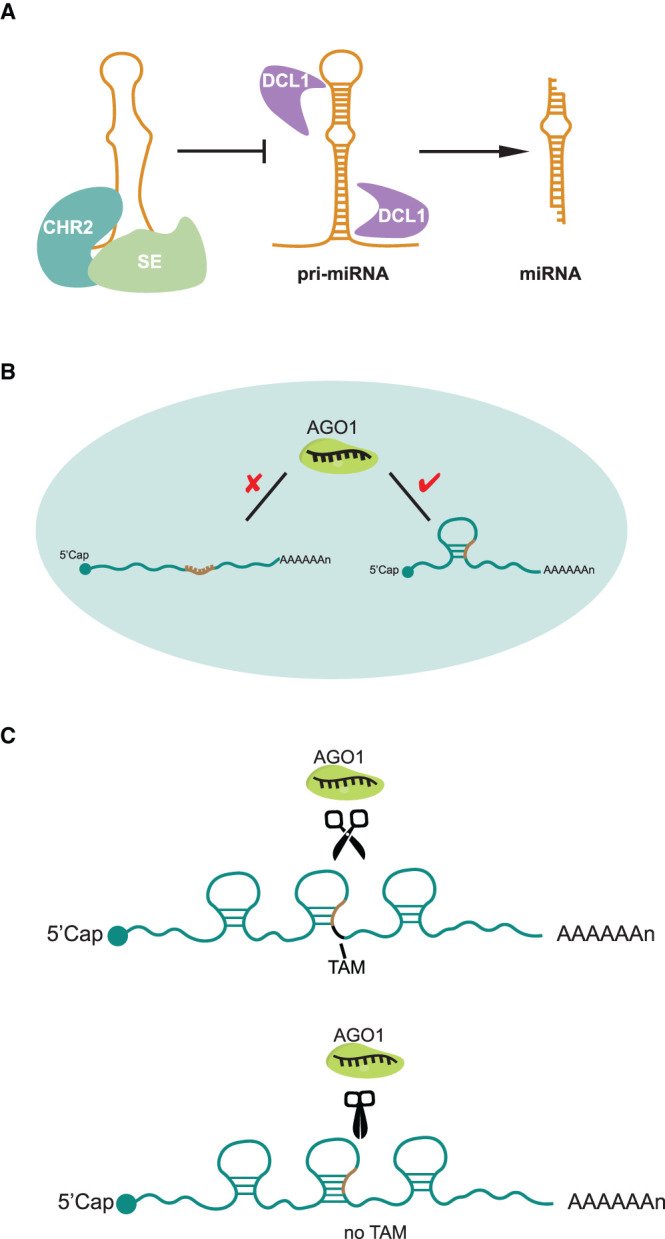 Figure 3.