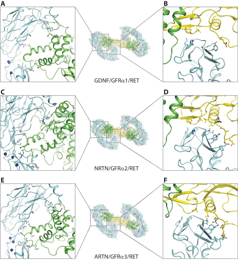 Figure 3—figure supplement 1.