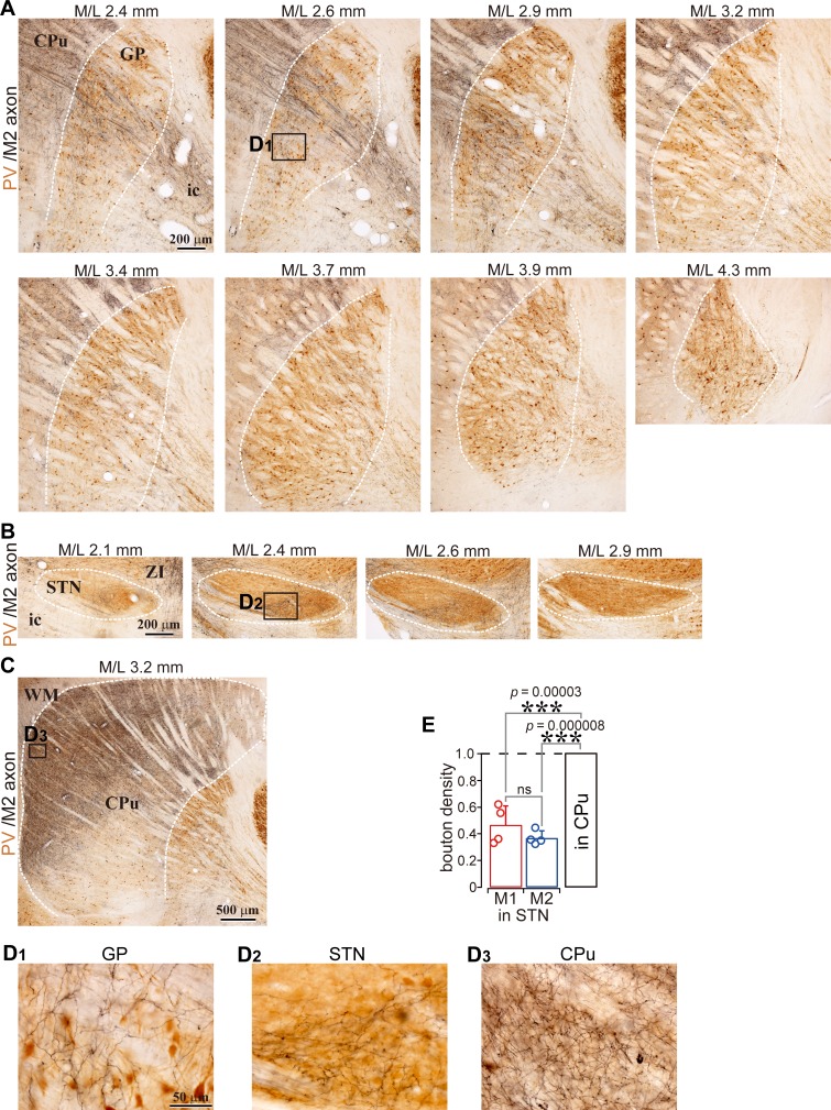 Figure 1—figure supplement 2.