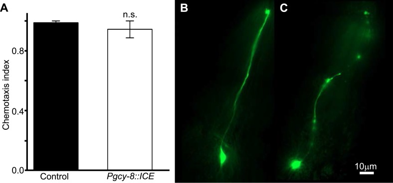 Figure 6—figure supplement 1.