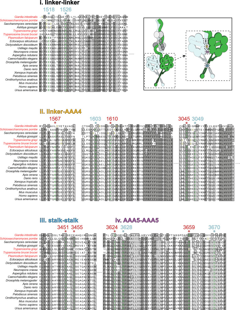 Figure 4—figure supplement 1.