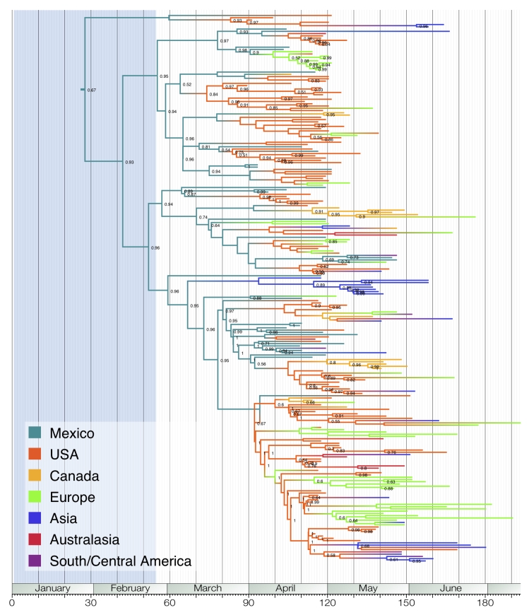 graphic file with name genomes.mcc.tree.jpg