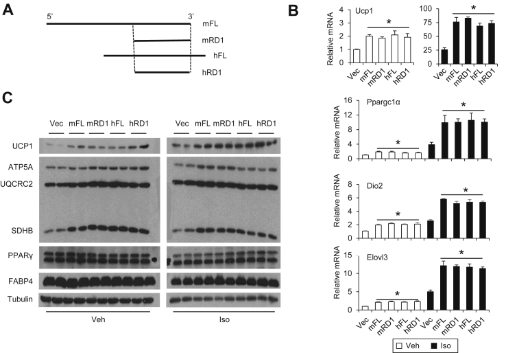 Figure 5