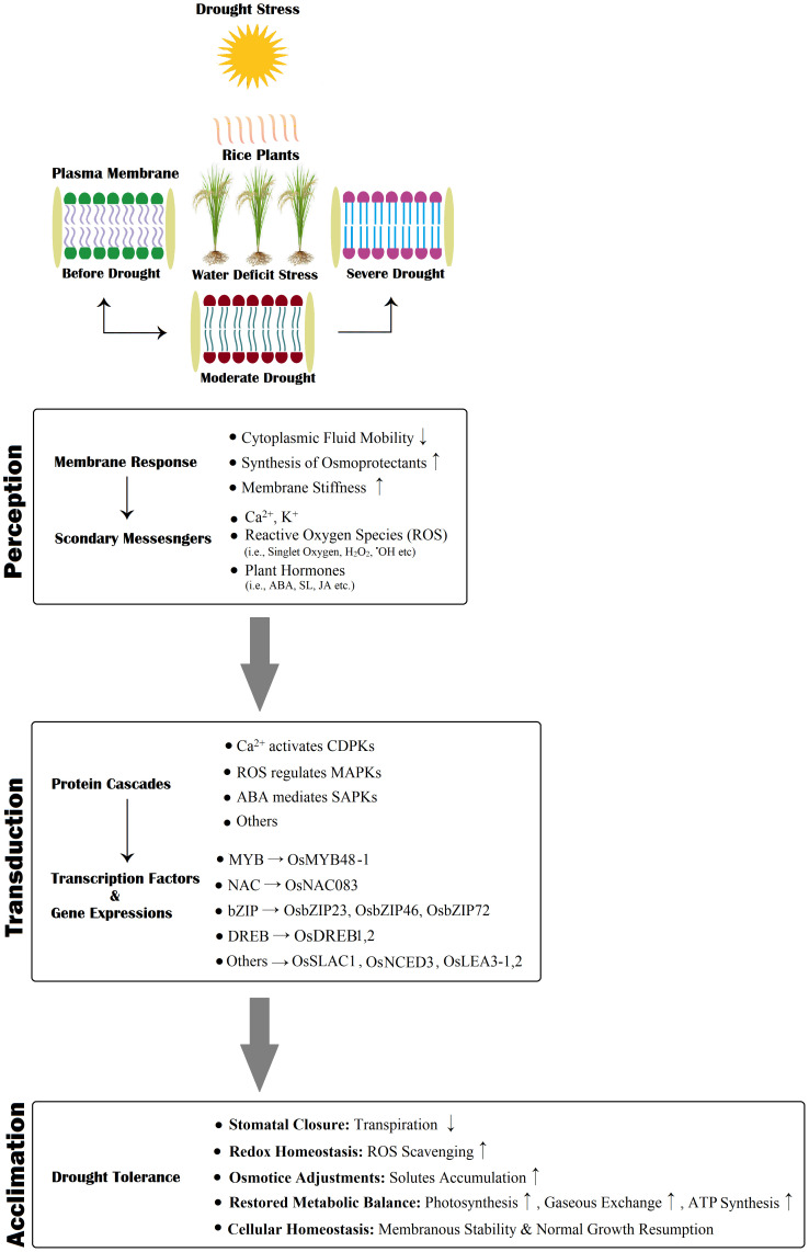 Figure 5