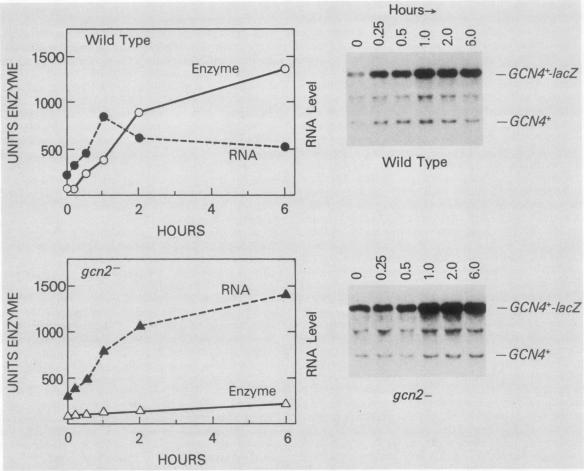 graphic file with name molcellb00105-0204-a.jpg