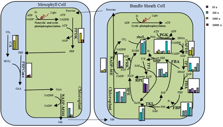 Figure 6