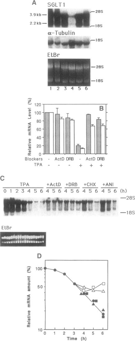 graphic file with name pnas01147-0163-a.jpg