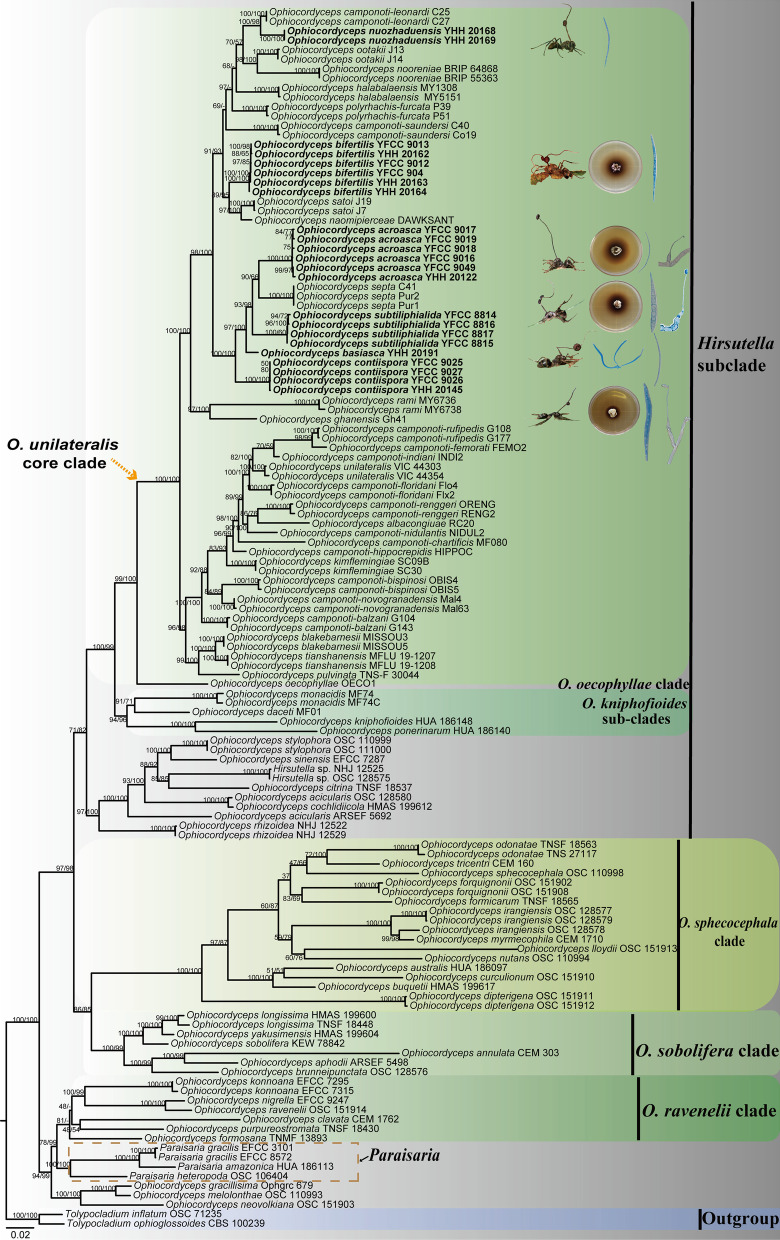 Fig. 1