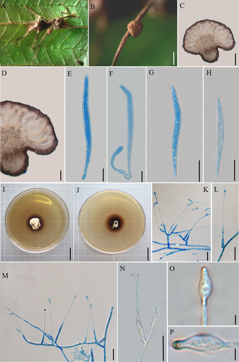 Fig. 8