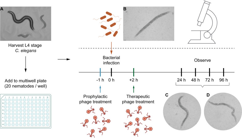 FIG 1