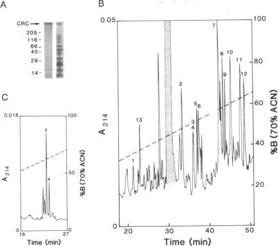 graphic file with name pnas00289-0099-a.jpg