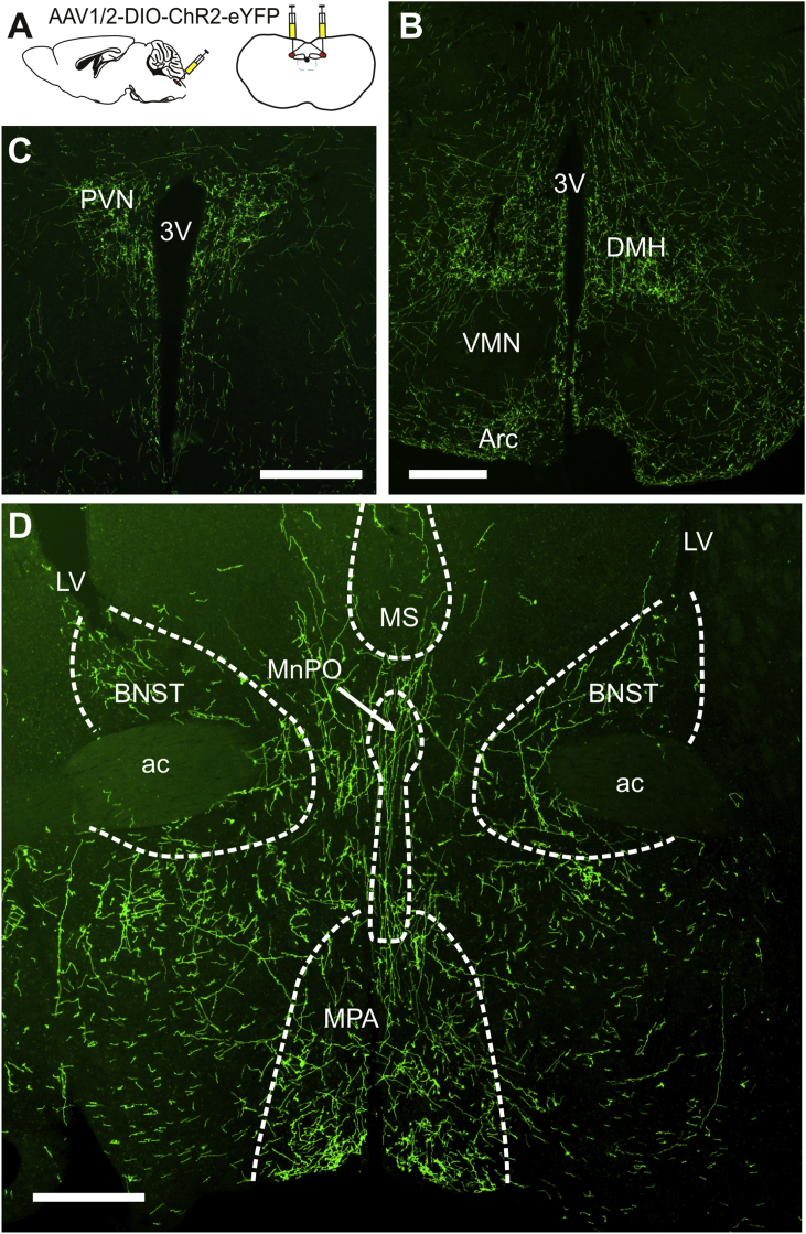 Fig. 2