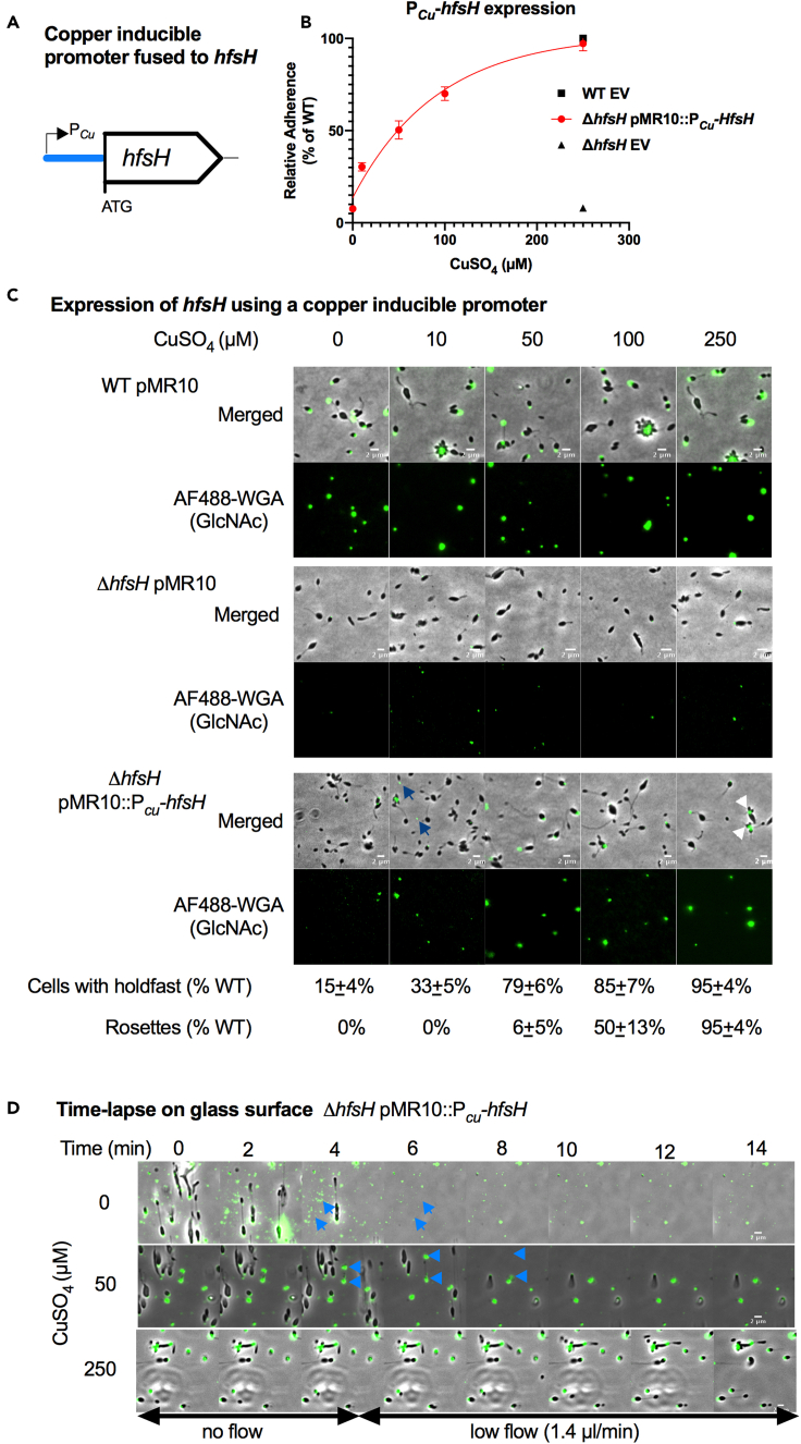 Figure 4