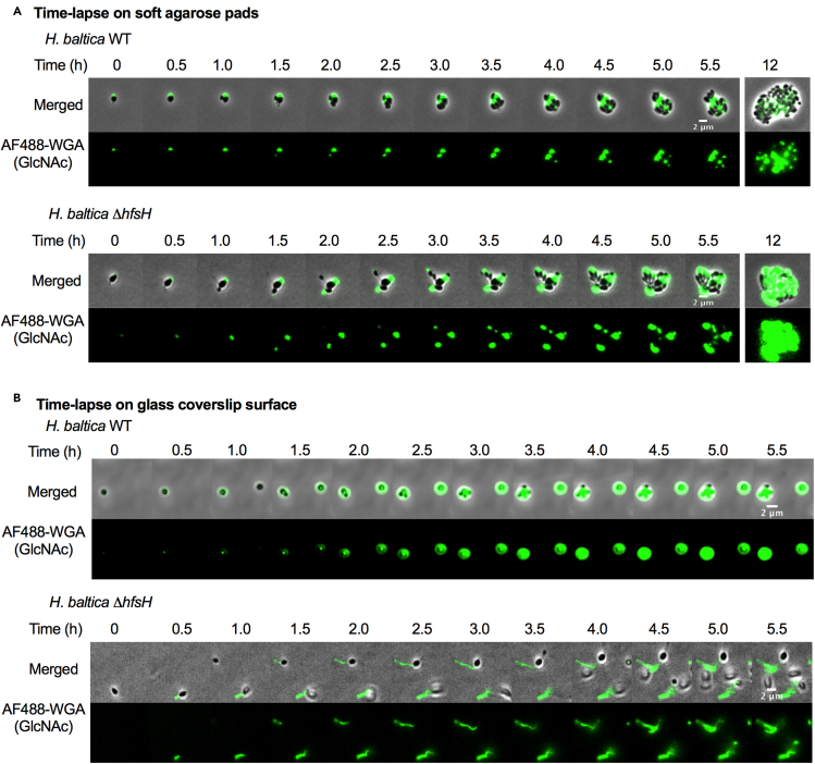 Figure 3