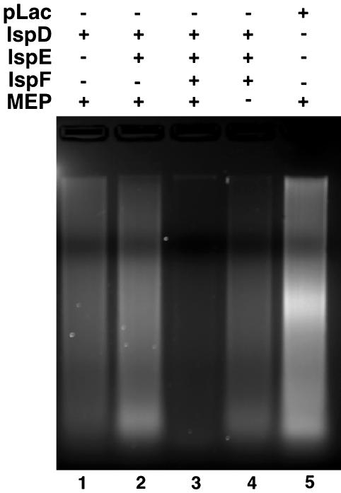 Fig. 5.