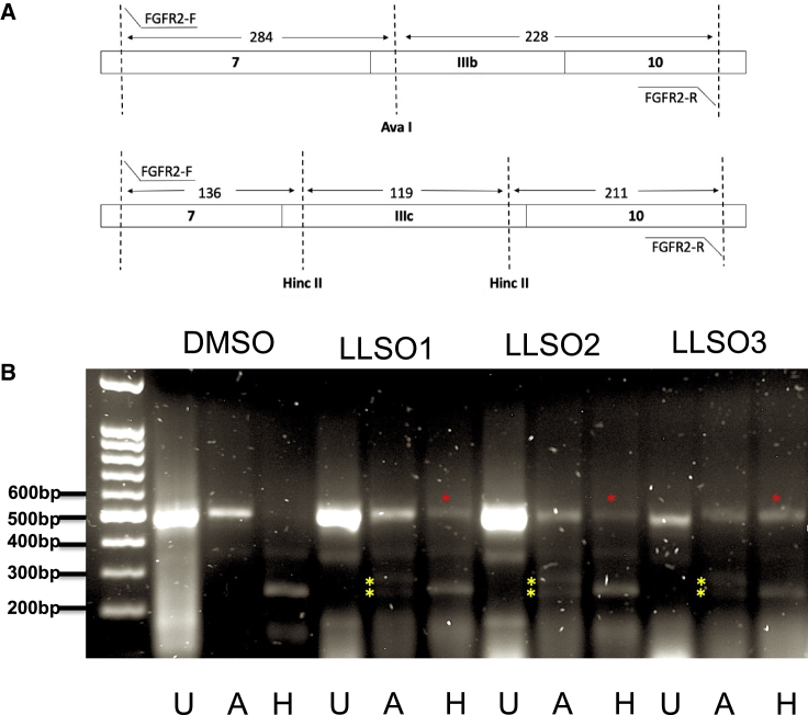 Figure 2