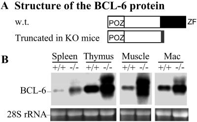 Fig 1.