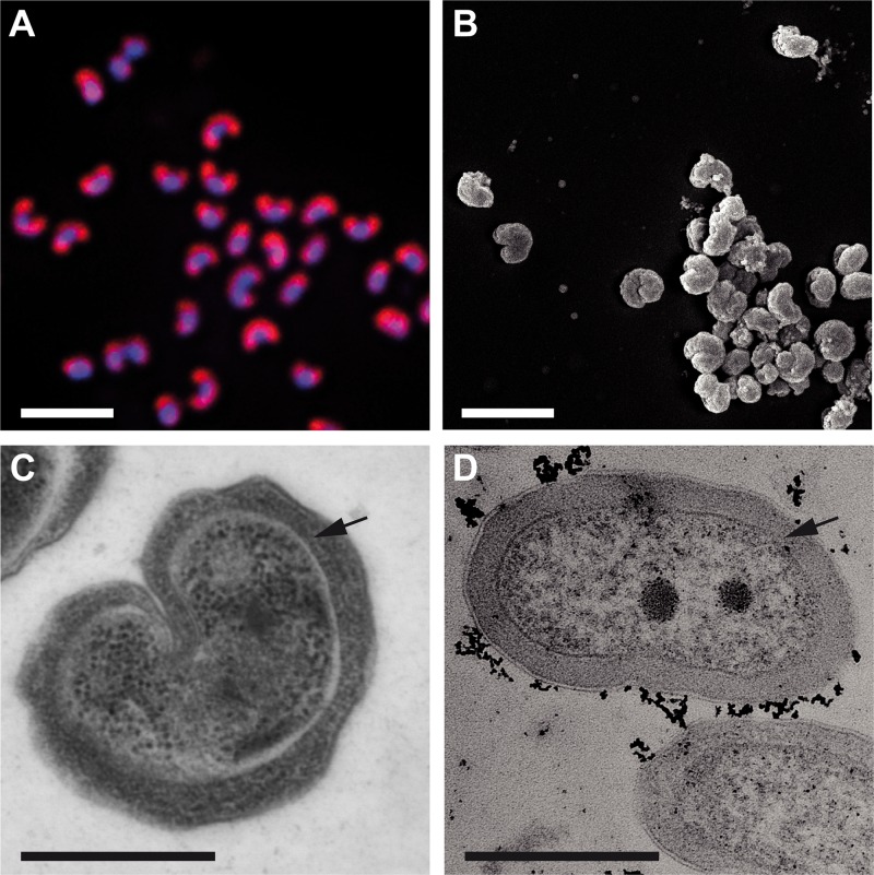 FIG 2 