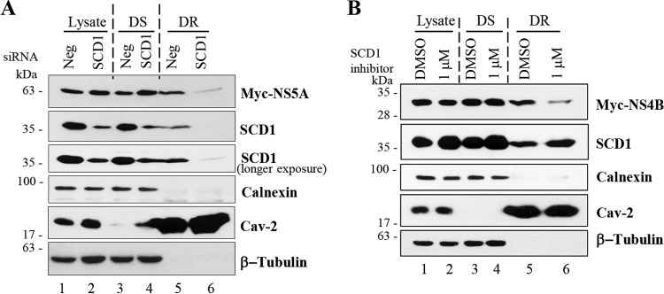 FIG 6