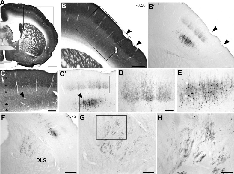 Fig. 9.