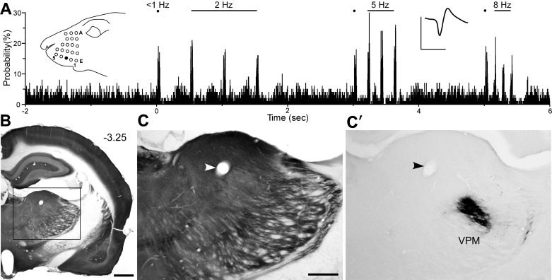 Fig. 8.