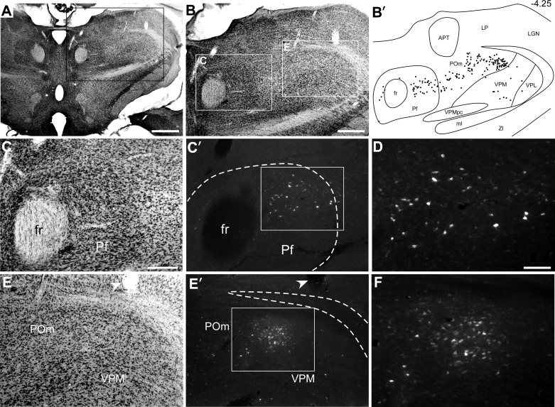 Fig. 4.