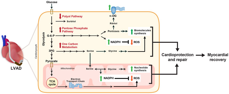 Figure 7: