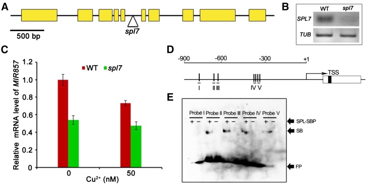 Figure 9.