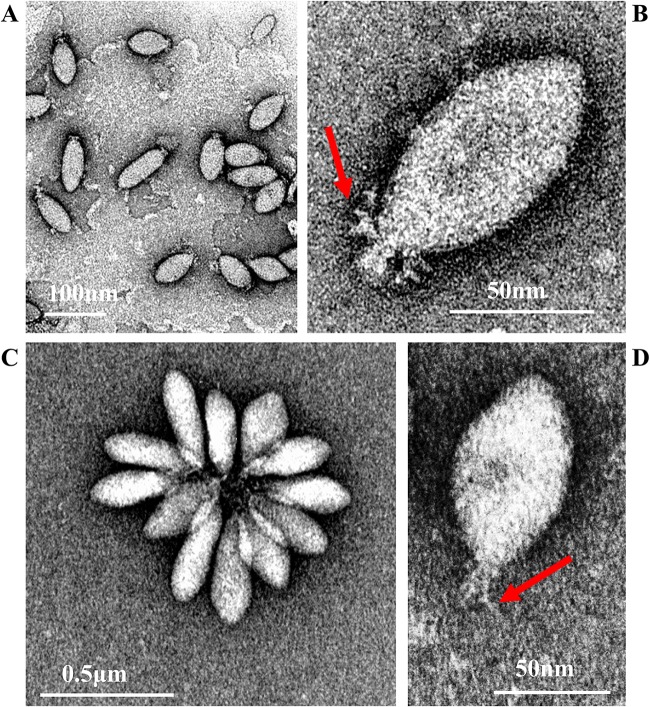 FIG 1