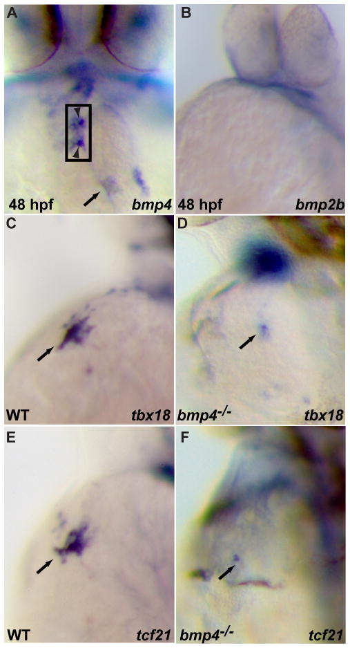 Fig 5