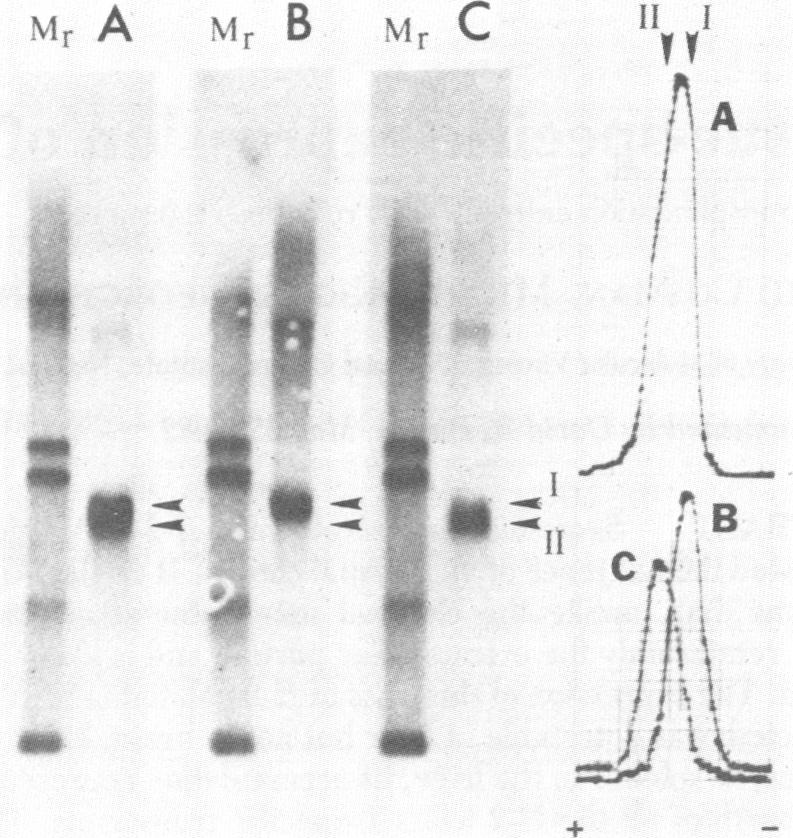 graphic file with name pnas00455-0122-a.jpg