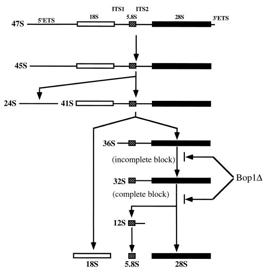 FIG. 6