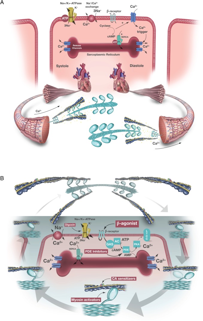 EJHF-1557-FIG-0001-c