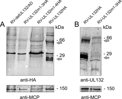 FIG. 8.